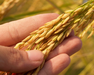 Primo piano di una spiga di riso tenuta fra le dita di una mano sinistra sullo sfondo di un campo di riso.