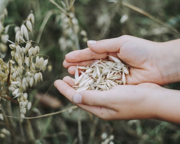 Primo piano di semi di avena senza glutine raccolti nei palmi di due mani femminili unite, sullo sfondo di altre piante di un campo di avena.
