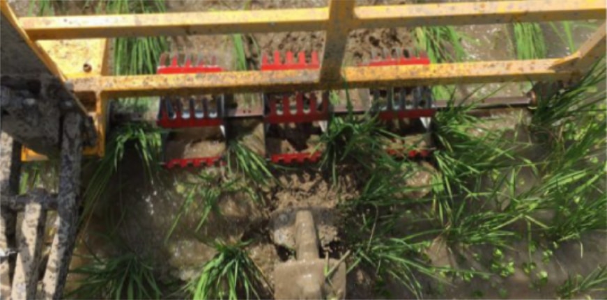 Primo piano di una macchina per il trapianto meccanico del riso in azione in una risaia con ciuffi di piantine verdi già parzialmente sviluppate.