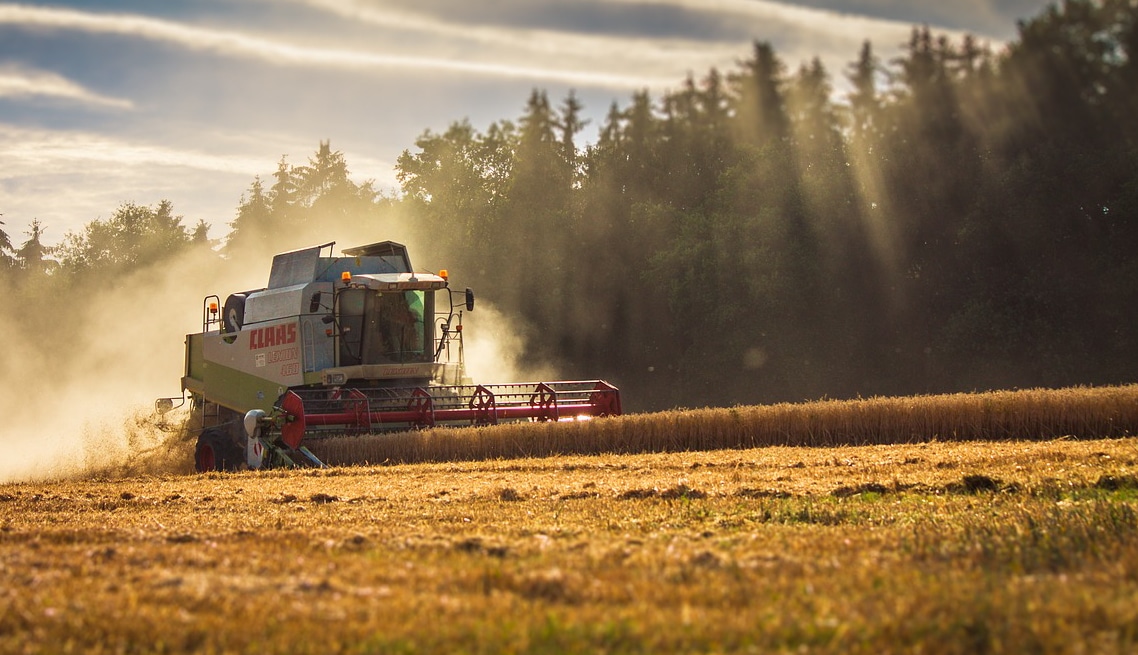 Primo piano di una macchina mietitrebbiatrice in azione in un campo maturo di un'azienda agricola che ha effettuato la conversione al biologico, sullo sfondo di una foresta di conifere. Copyright foto: ThiloBecker