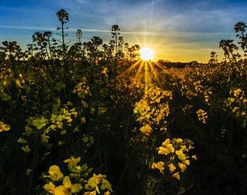 Campo di piantine verdi con fiori gialli alla base della filiera colza per olio. Sullo sfondo un cielo azzurro con sole giallo nascente dai lunghi raggi.