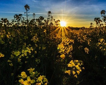 Campo di piantine verdi con fiori gialli alla base della filiera colza per olio. Sullo sfondo un cielo azzurro con sole giallo nascente dai lunghi raggi.