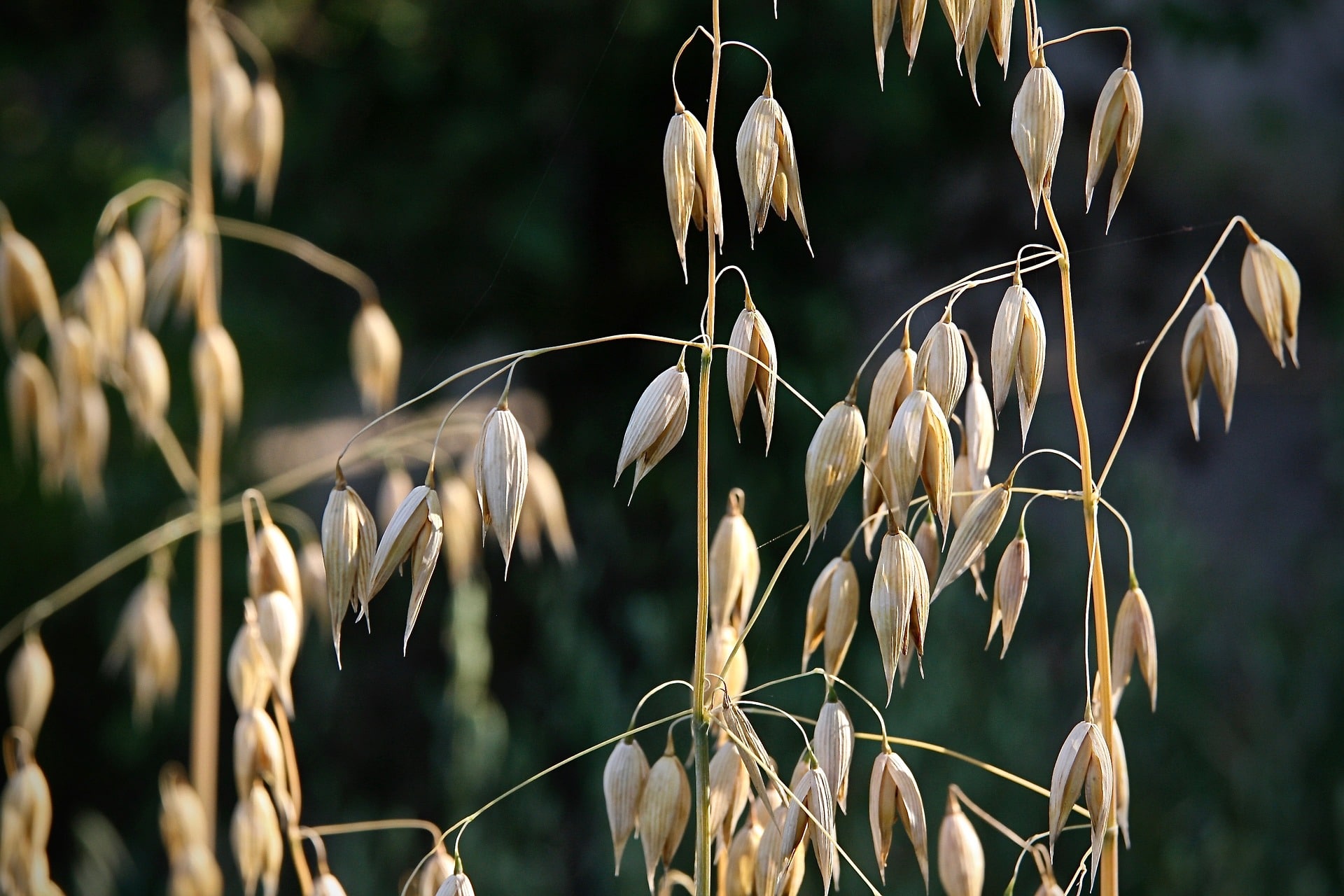 In primo piano si osservano steli di colore giallo dorato di avena senza glutine, dalle caratteristiche piccole foglie secche che avvolgono i semi maturi.