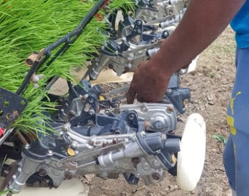 A sinistra si notano le piantine pronte per il trapianto meccanico del riso, al centro un particolare del macchinario dedicato, quindi la mano sinistra e parte del corpo abbigliato in azzurro di un operatore agricolo.