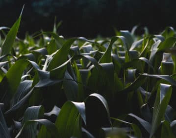 Distesa di piante di mais ad uso umano. Particolare delle sommità delle piante ancora immature, con lunghe foglie di colore verde scuro.