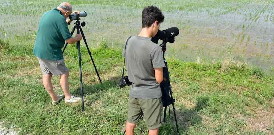 Due persone di età differenti attendono sul margine della risaia a coltivazione biologica di osservare uccelli migratori. Entrambi sono vestiti sui toni del verde e dispongono di binocoli professionali con treppiede.