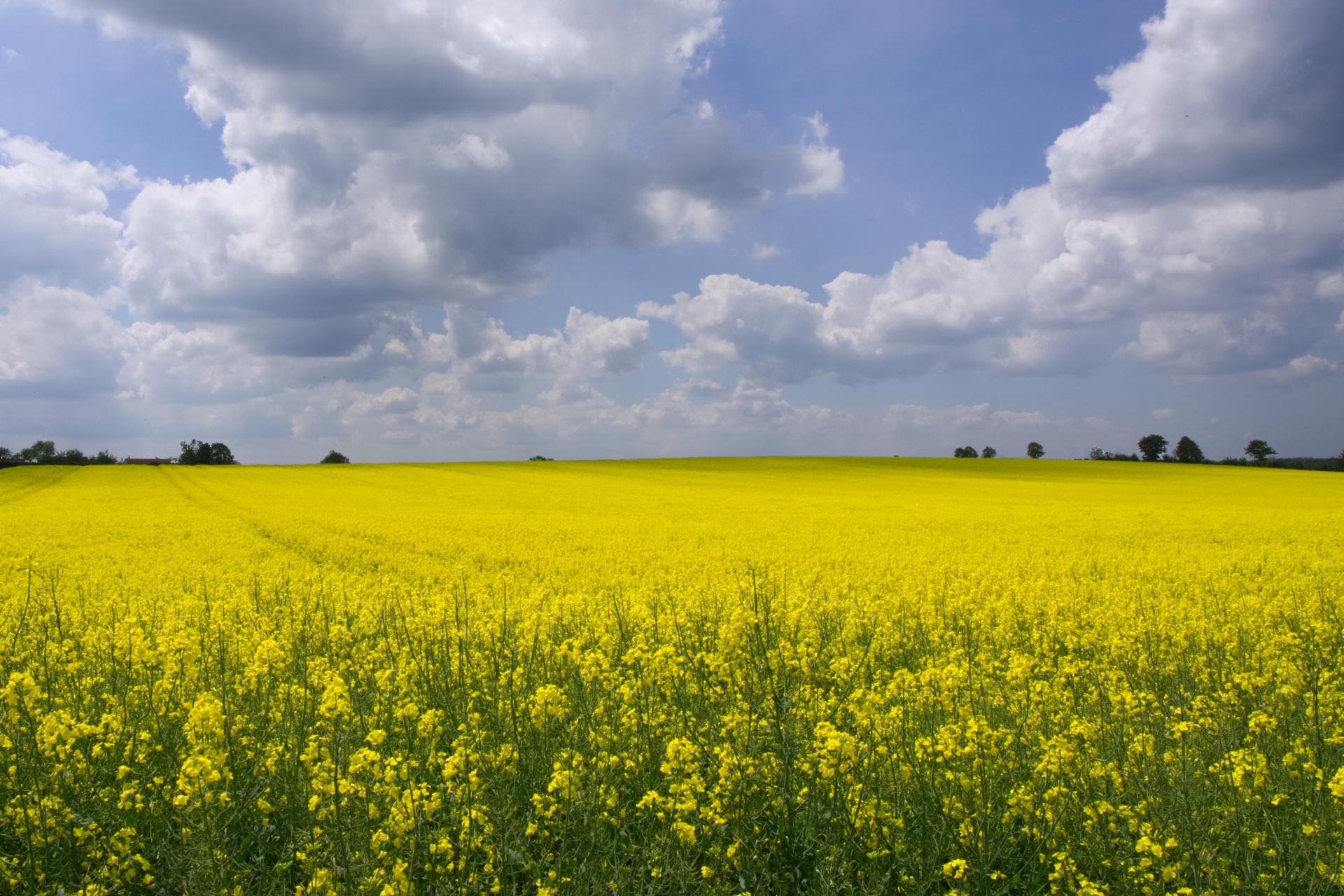 Distesa di piante erbacee dalle infiorescenze giallo vivo destinate alla filiera colza per olio. Il cielo azzurro è solcato da grandi nubi bianche.