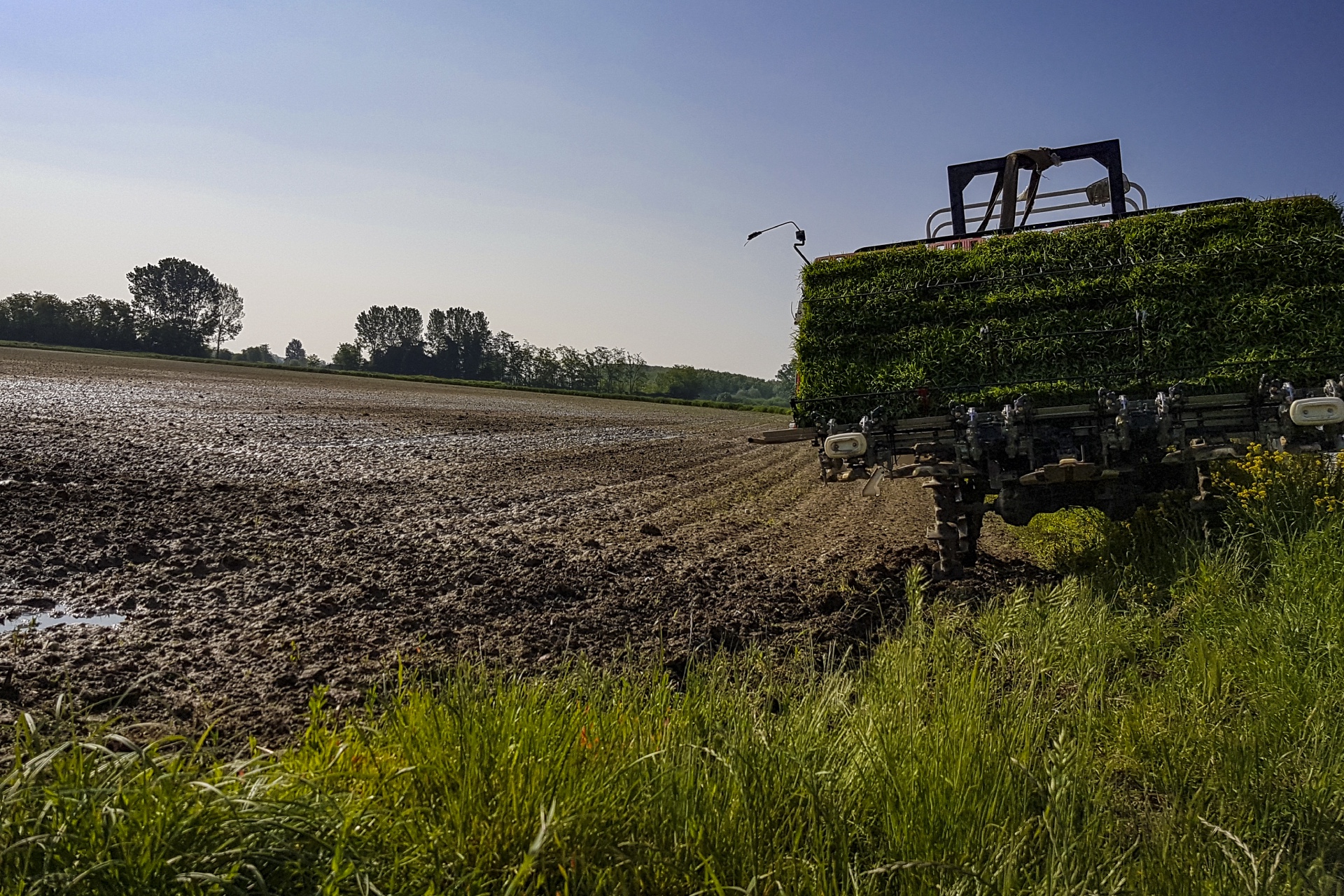 Vista su un campo predisposto per il trapianto meccanico del riso in blockchain. Il terreno è marrone con zone sommerse, in primo piano si vede una piccola porzione di prato, su cui è situato il macchinario con le zolle di piantine di riso da trapiantare.