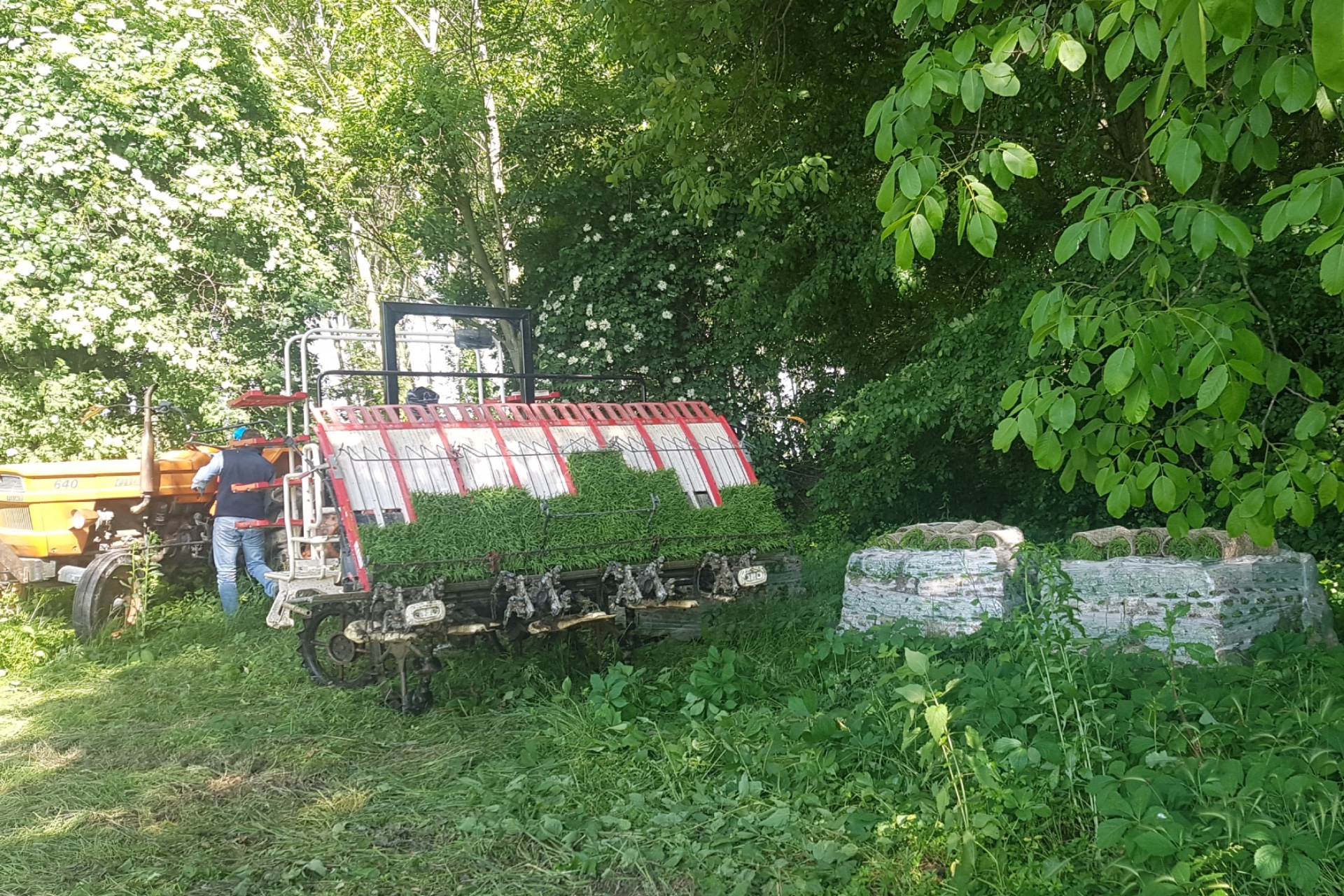 In primo piano un prato, a metà immagine, da sinistra a destra: un trattore giallo, un macchinario per il trapianto meccanico del riso, due cataste ordinate di zolle contenenti le piantine di riso da trapiantare. Sullo sfondo un bosco di latifoglie verdi.