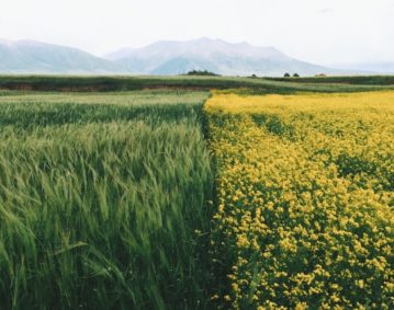 Immagine di campi coltivati: la metà sinistra dello schermo contiene una distesa di spighe verdi, la metà destra un campo di colza dai fiori gialli. All'orizzonte lontano, colline digradanti.