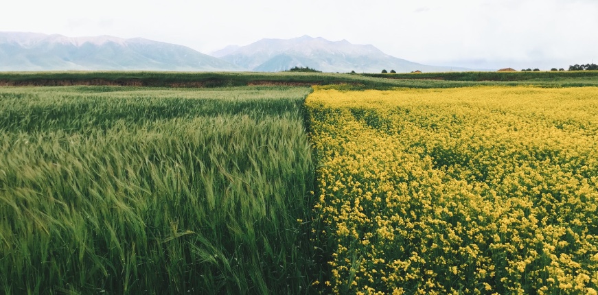 Immagine di campi coltivati: la metà sinistra dello schermo contiene una distesa di spighe verdi, la metà destra un campo di colza dai fiori gialli. All'orizzonte lontano, colline digradanti.